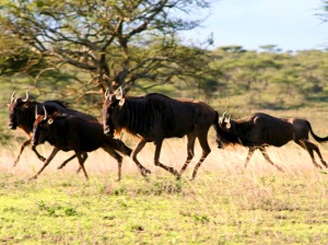 Wildebeest Migration in the Masai Mara