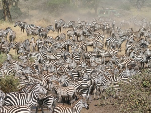 Zebras in the Great Migration