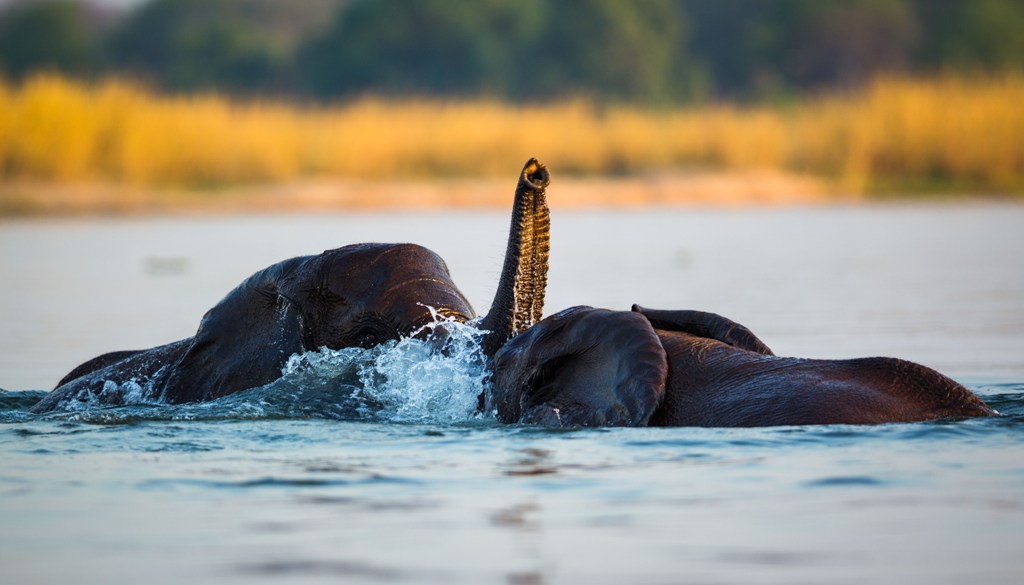 Elephants Crossing the Zambezi, near Chongwe, Zambia
