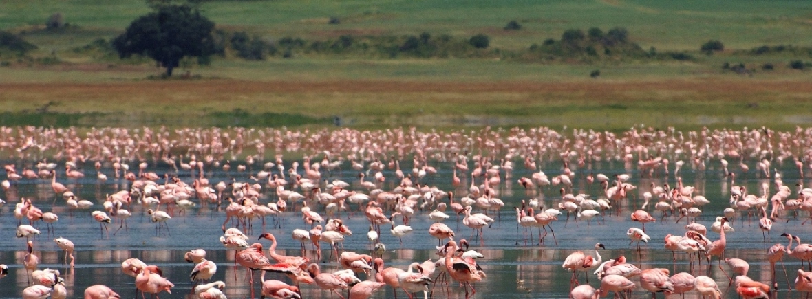 Luxury safari in the Ngorongoro Crater
