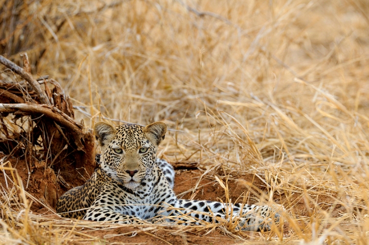 Leopard near Kwihala