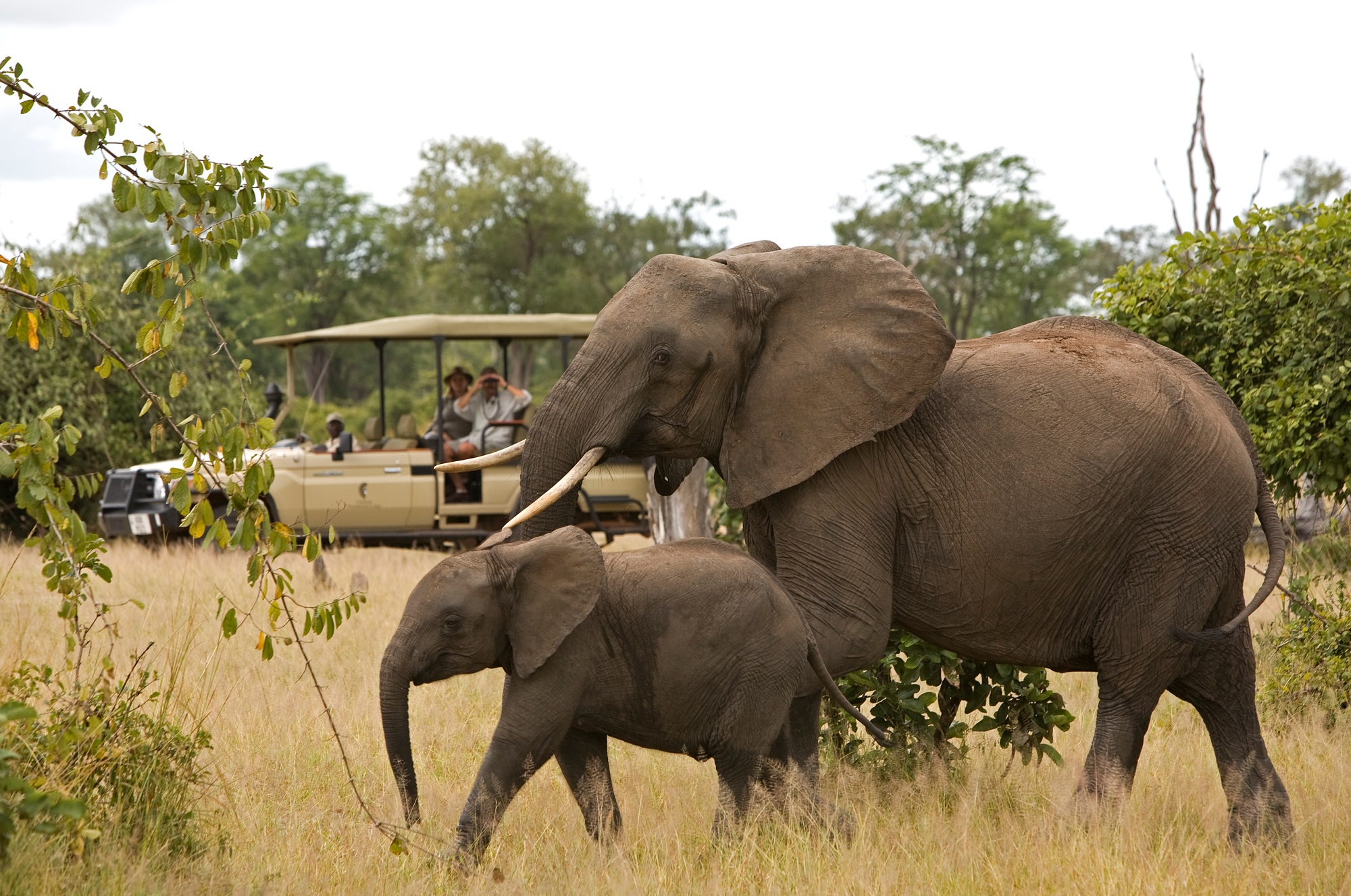 Game Drive From Chichele Lodge